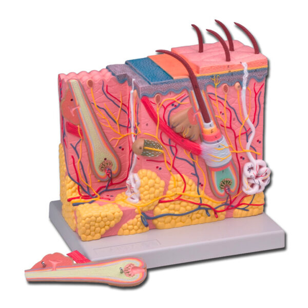 MODELLO DEL DERMA - 70X